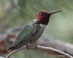 Hummingbird 01.jpg