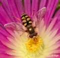 Hoverfly2 11.jpg