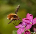 Bee fly 04.jpg