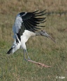Wood storks 05.jpg