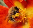 Bumblebees 11.jpg