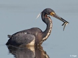 Herons 16.jpg