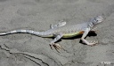 Reptiles2 05.jpg