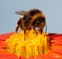 Bumblebees 16.jpg