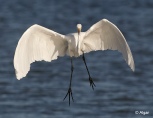 Egrets2 04.jpg