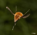 Bee fly 20.jpg