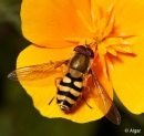 Hoverfly3 14.jpg