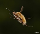 Bee fly 03.jpg