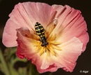 Hoverfly3 02.jpg