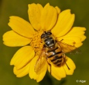 Hoverfly2 09.jpg