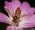 Hoverfly2 13.jpg