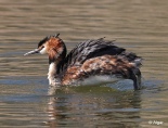 GCGrebes 05.jpg