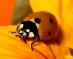 Ladybird 19.jpg