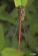 Damselflies 24.jpg