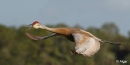 Sand cranes 08.jpg