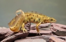Newts 06.jpg