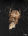 Spiders 17.jpg