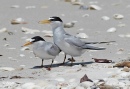 Terns 17.jpg