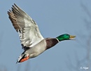 Mallards 11.jpg