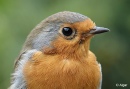 Robins 08.jpg