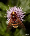 Hoverfly1 02.jpg