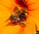 Bumblebees 20.jpg