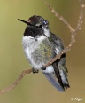 Hummingbird 21.jpg