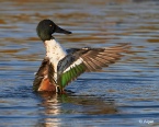 Shoveler 18.jpg