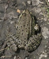 Frogs 15.jpg