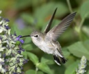 Hummingbird 18.jpg