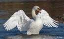 Swans 04.jpg