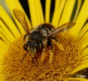 Bees 01.jpg