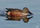 Shoveler 09.jpg