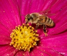 Bees 16.jpg