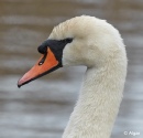 Swans 06.jpg