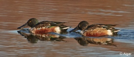 Shoveler 10.jpg