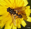 Hoverfly1 04.jpg