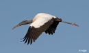 Wood storks 15.jpg