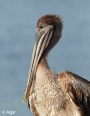 Pelicans 20.jpg