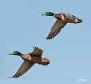 Mallards 09.jpg