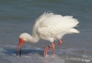 White ibis 10.jpg