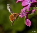 Bee fly 17.jpg