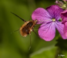 Bee fly 09.jpg