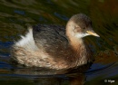 LGrebe 10.jpg