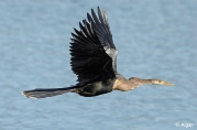 Anhinga 05.jpg