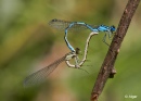 Damselflies 10.jpg