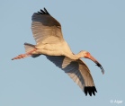 White ibis 21.jpg