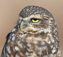 Burrow owls 10.jpg