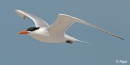 Terns 20.jpg