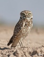 Burrow owls 03.jpg